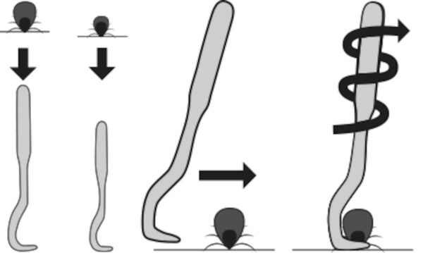 Flamingo puugieemaldajad 2tk - Image 3